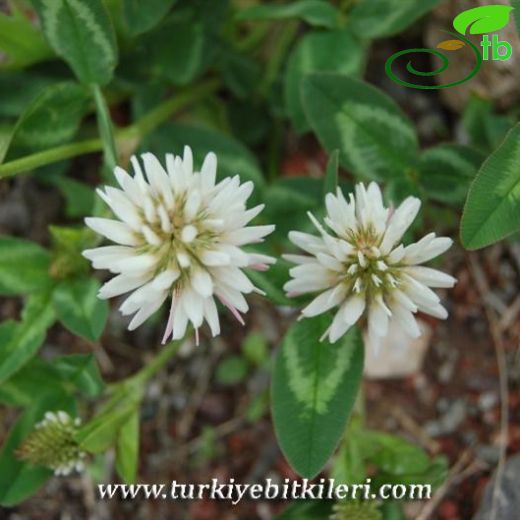 Trifolium ambiguum