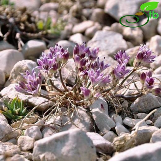 Allium tauricola