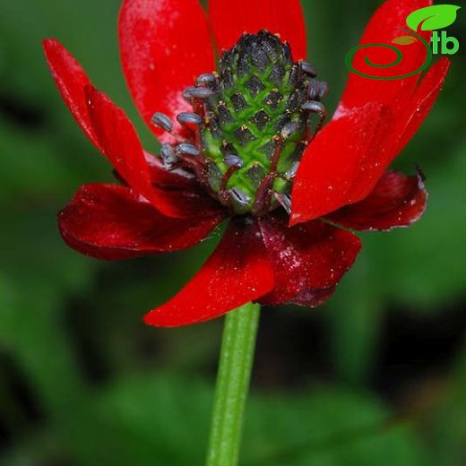 Adonis annua