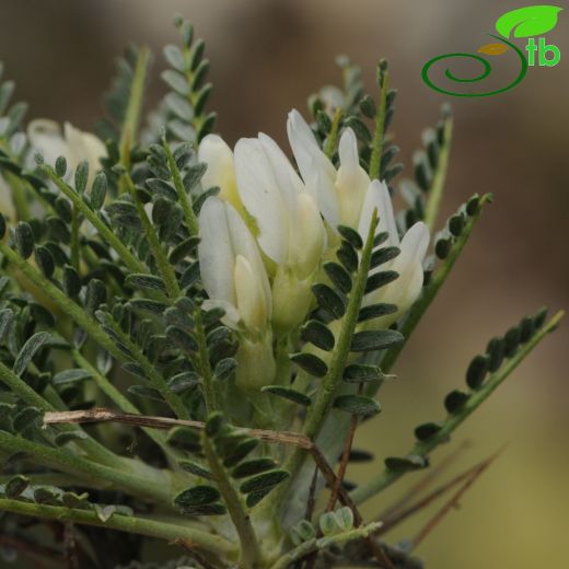 Astragalus angustifolius