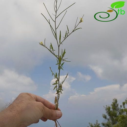 Sisymbrium orientale