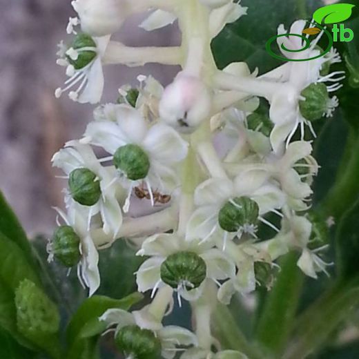 Phytolacca americana