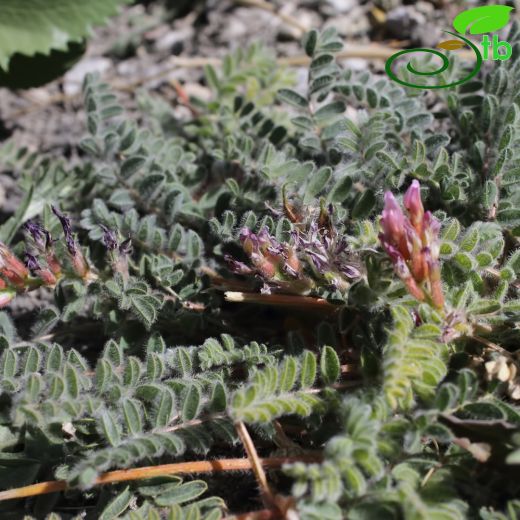 Astragalus alyssoides