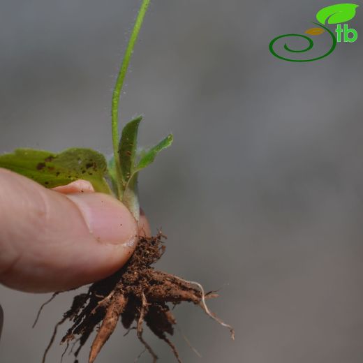 Ranunculaceae-Düğünçiçeğigiller