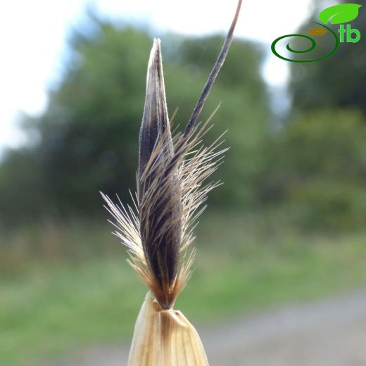 Avena fatua