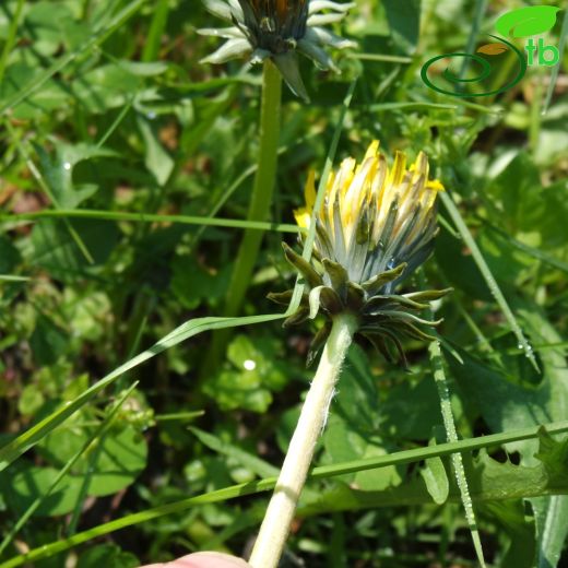 Taraxacum hybernum