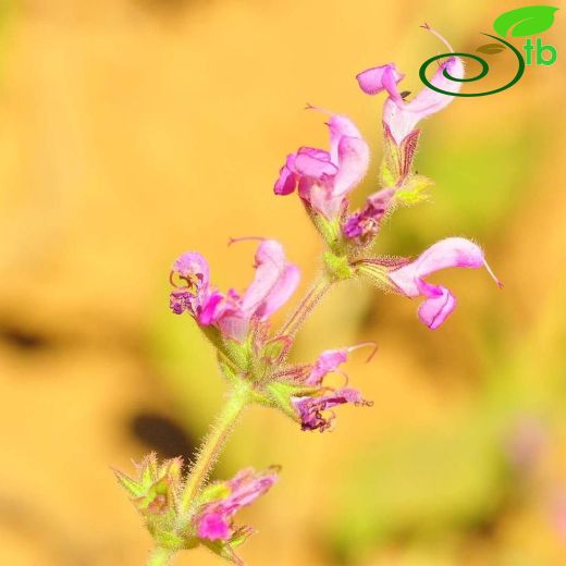 Salvia adenocaulon