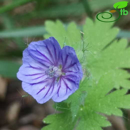 Geranium-Turnagagası