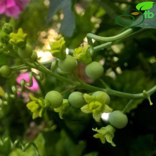 Bryonia multiflora