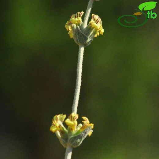 Sideritis vuralii