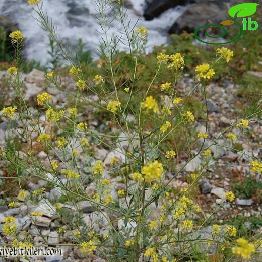 Sisymbrium loeselii