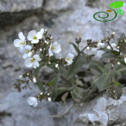 Arabis ionocalyx