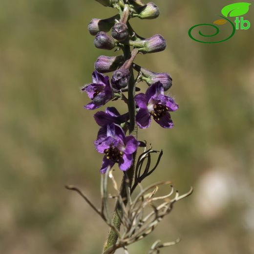 Delphinium vanense