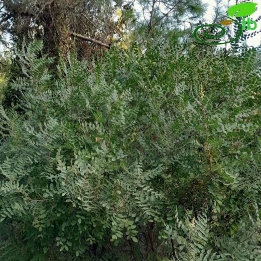 Anacardiaceae-Menengiçgiller