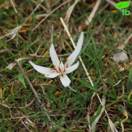 Colchicum atticum