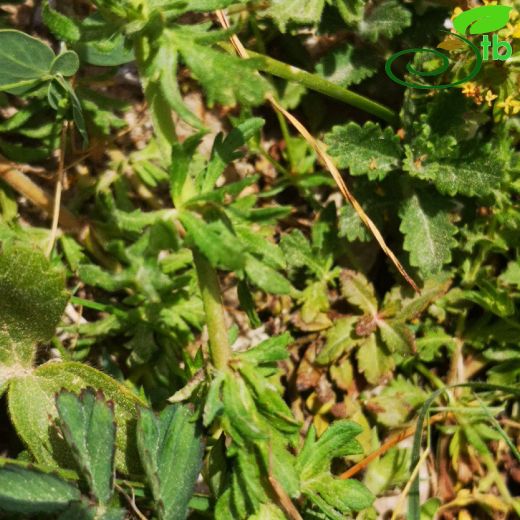 Veronica austriaca