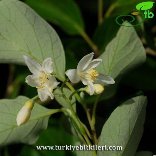 Styracaceae-Ayıfındığıgiller