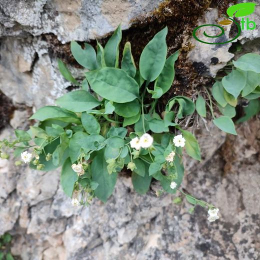 Omphalodes-Süreyre