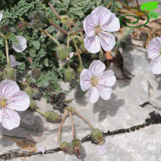 Geraniaceae-Turnagagasıgiller