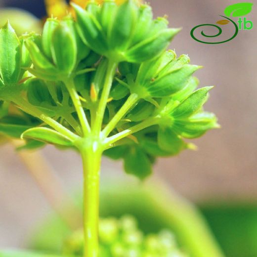 Bupleurum rotundifolium