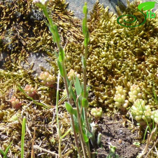 Arabis hirsuta