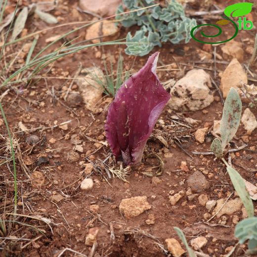 Araceae-Yılanyastığıgiller