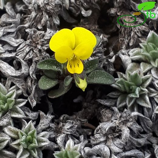 Viola denizliensis