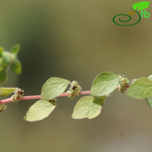 Urticaceae-Isırgangiller