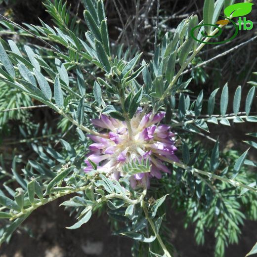 Astragalus longifolius