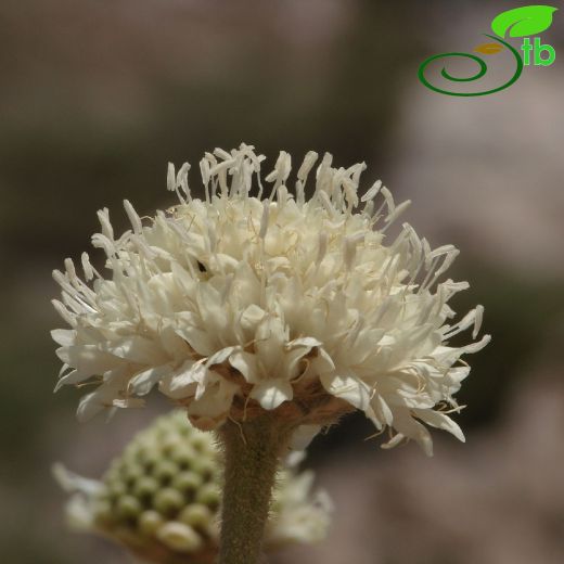 Cephalaria anamurensis