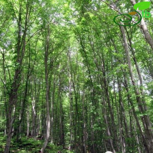 Fagus orientalis