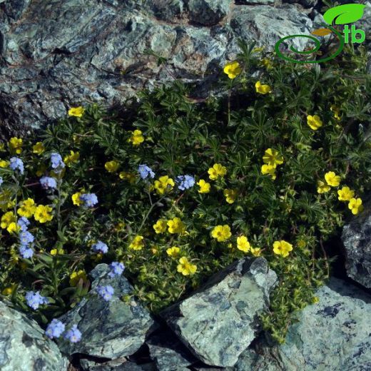 Potentilla-Beşparmakotu