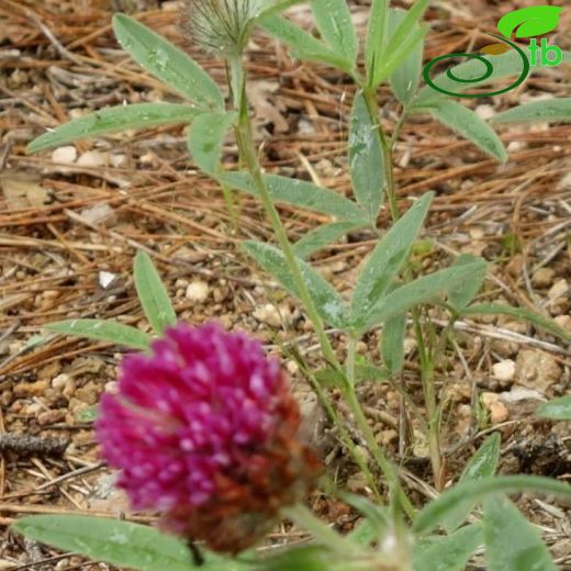 Trifolium alpestre