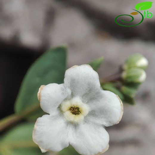 Omphalodes ripleyana