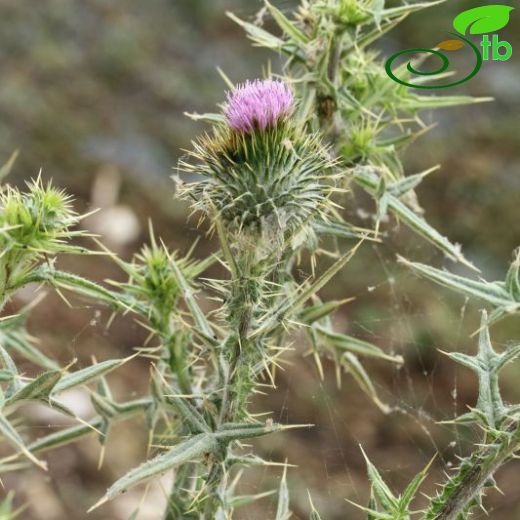 Cirsium sipyleum