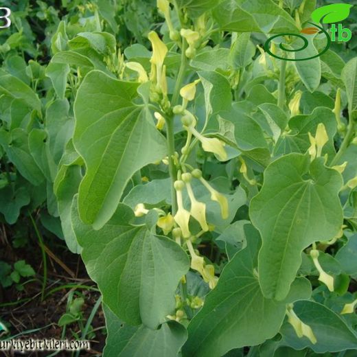 Aristolochia clematitis