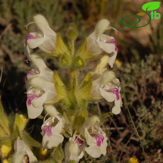 Salvia-Adaçayı