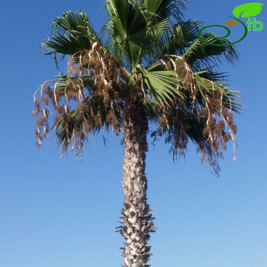 Washingtonia-Vaşingtonya