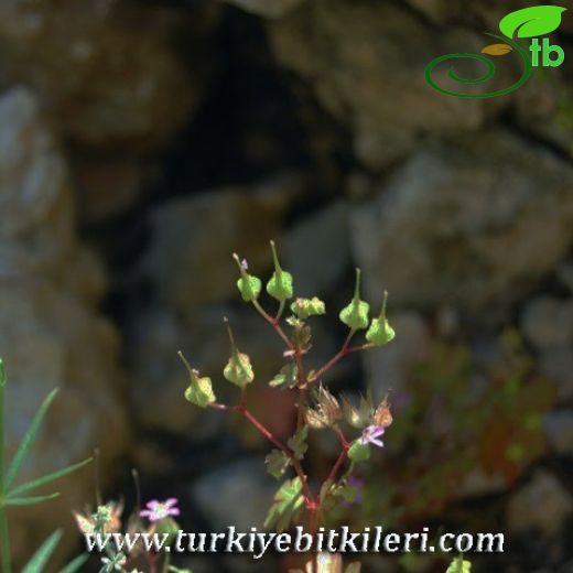 Geranium lucidum