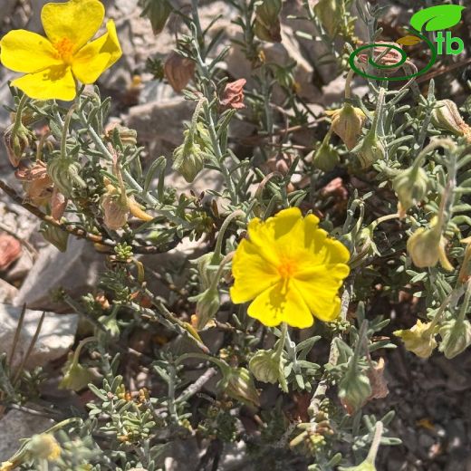 Fumana-Kırgüneşotu