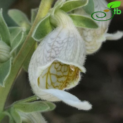 Plantaginaceae-Sinirotugiller