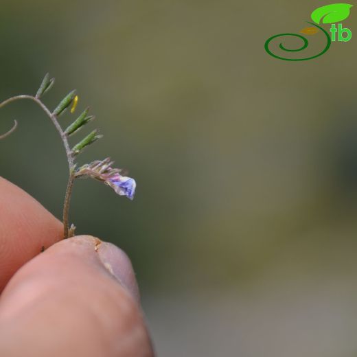Vicia monantha