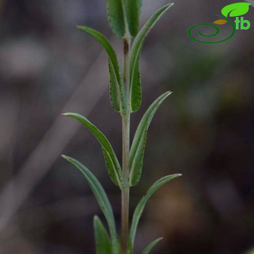 Hypericum polyphyllum