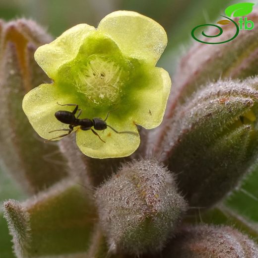 Nonea macrosperma