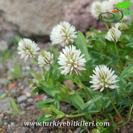 Trifolium ambiguum