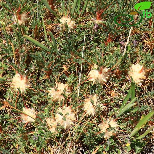 Astragalus baibutensis