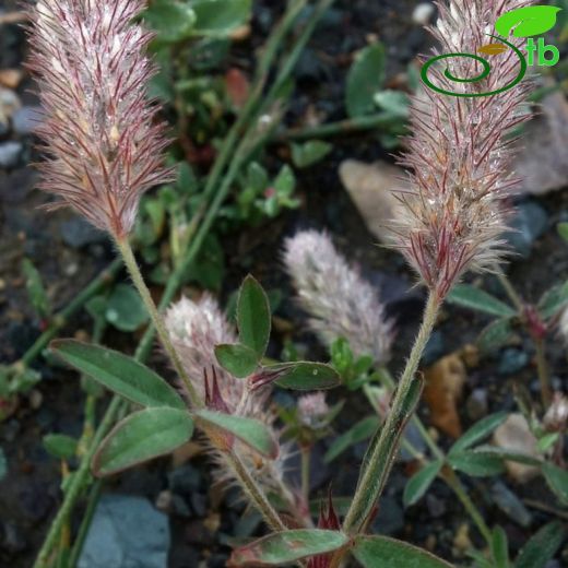 Trifolium affine