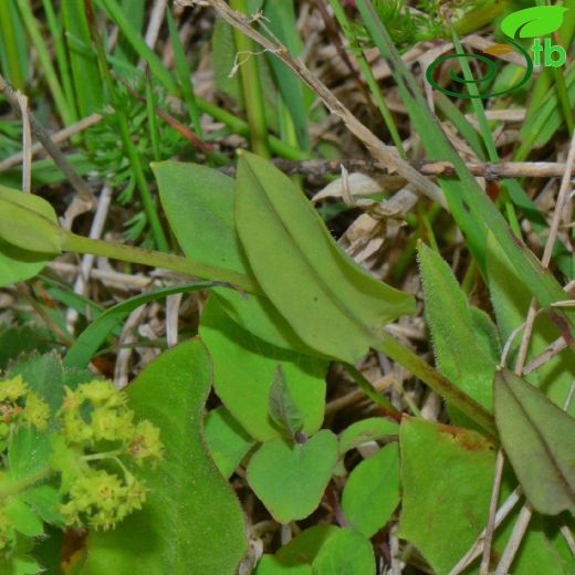 Caryophyllaceae-Karanfilgiller