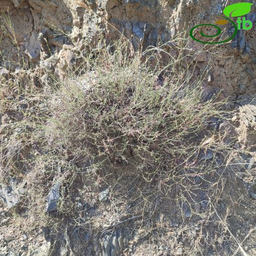 Rubiaceae-Kökboyagiller