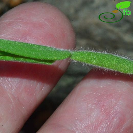 Lagurus-Tavşankuyruğu